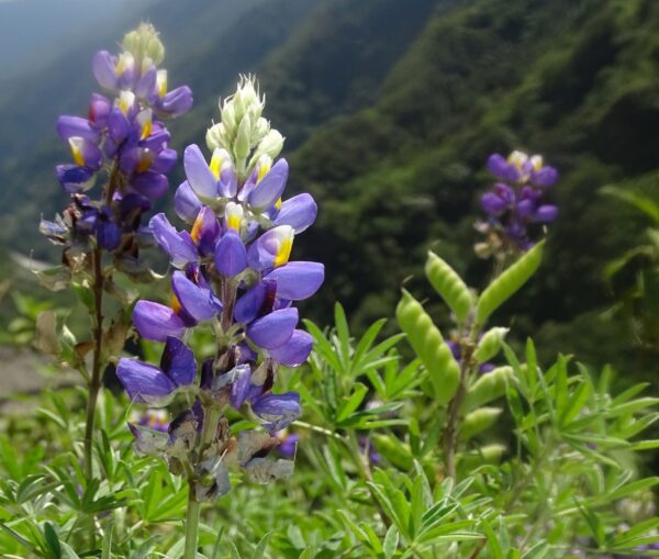 tarwi-plan-andean-grow on the high mountain