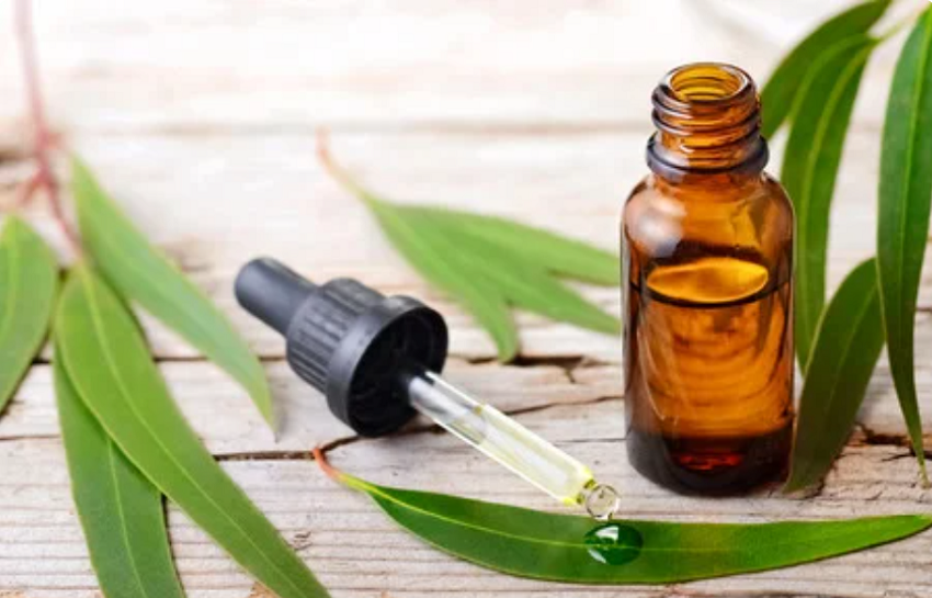 Uses of eucalyptus essential oil