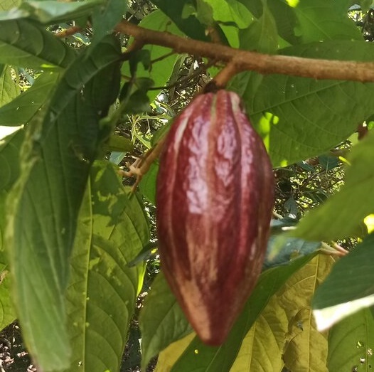cacao - anandamide